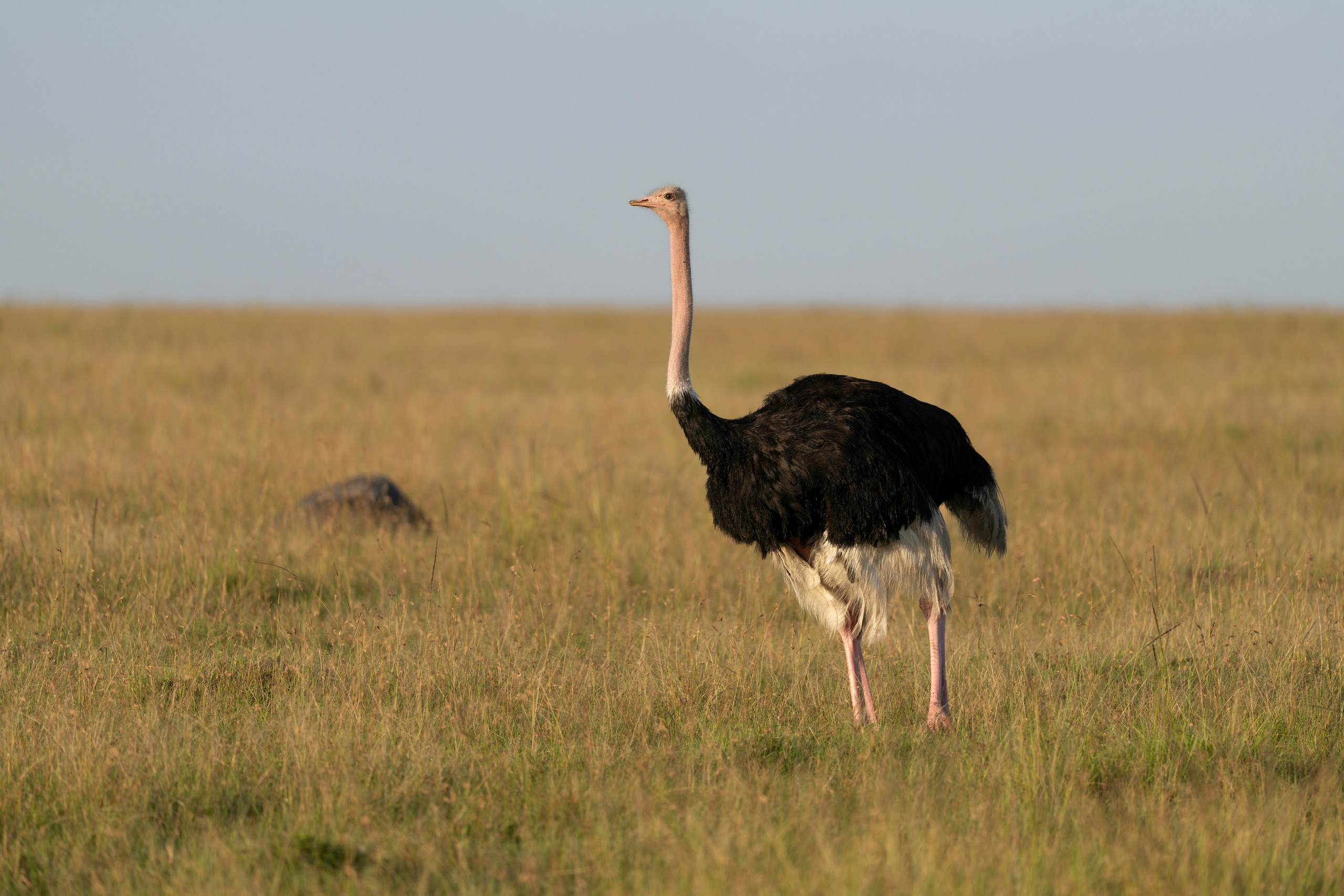 Besucher auf Safari im Nairobi National Park